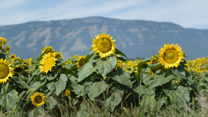 sunflower field