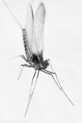 male mayfly