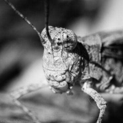 grasshopper