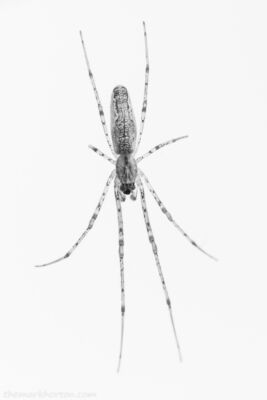 long-jawed orb weaver spider