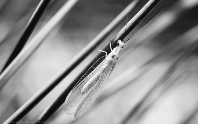 lacewing