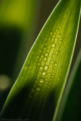 backlit daffodil bud