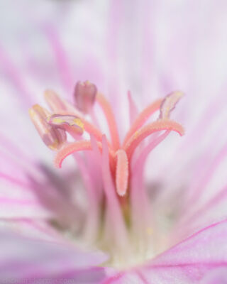 geranium sanguineum var. striatum