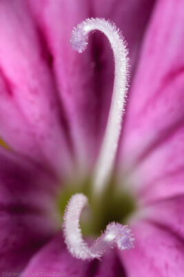 dianthus