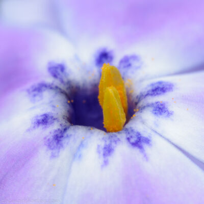 phlox subulata