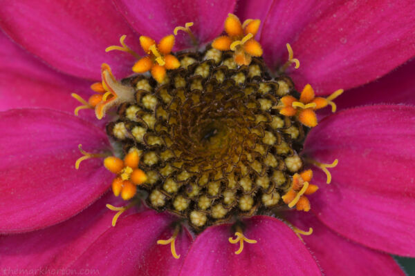 profusion cherry zinnia