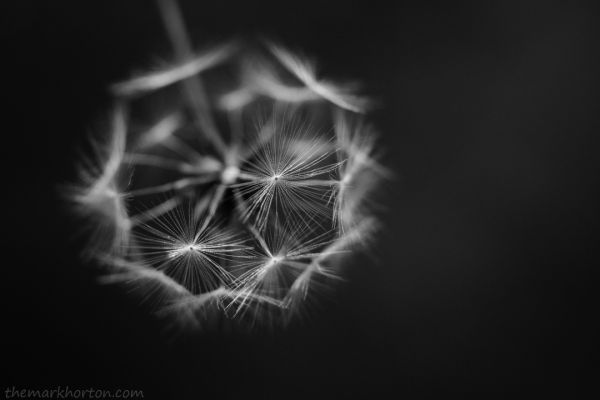 prickly lettuce seeds