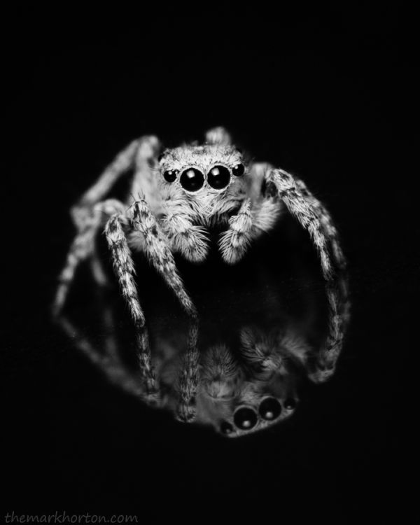 jumping spider reflection black and white