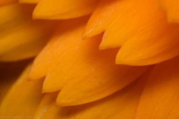 orange calendula officinalis petals macro