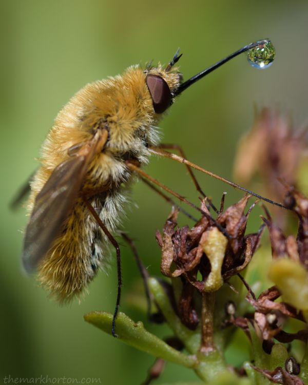 bee fly