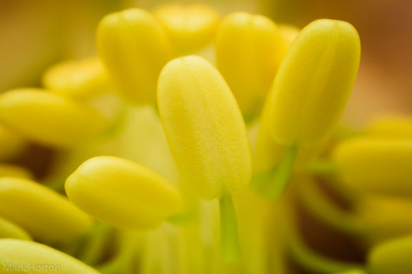 Columbine flower macro