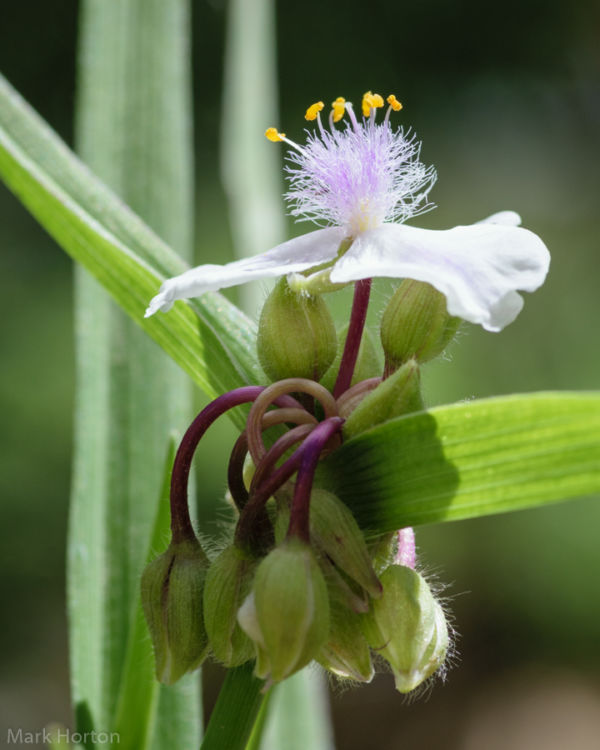 spiderwort