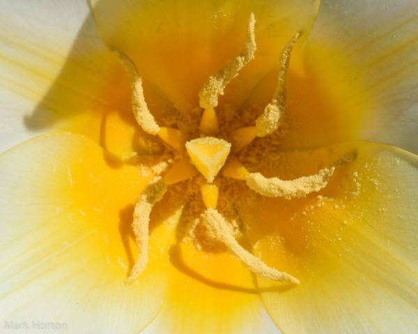 Tulipa kaufmanniana 'Johann Strauss'