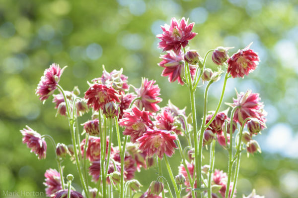 Nora Barlow Columbine flowers